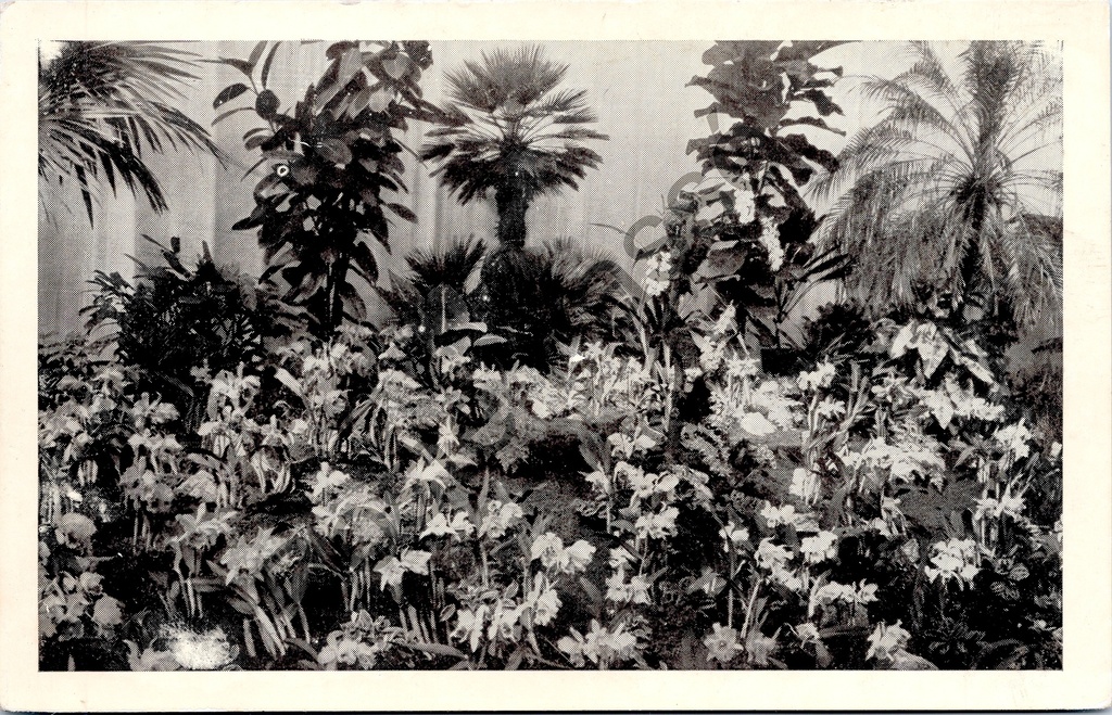 [Gent0338] Gent - "FLORALIES GANTOISES GENTSE FLORALIEN" - Tropische planten en bloemen op de Gentse Floralien