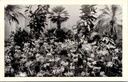 Gent - "FLORALIES GANTOISES GENTSE FLORALIEN" - Tropische planten en bloemen op de Gentse Floralien