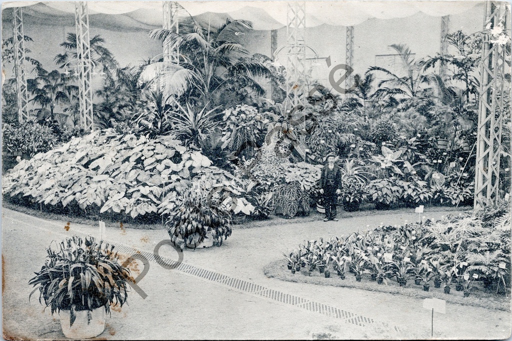 [Gent0342] Gent - "Floralies Gantoises - 26 avril-4 mai" - Bloemenstoet Gent 1913, tropische plantenhal