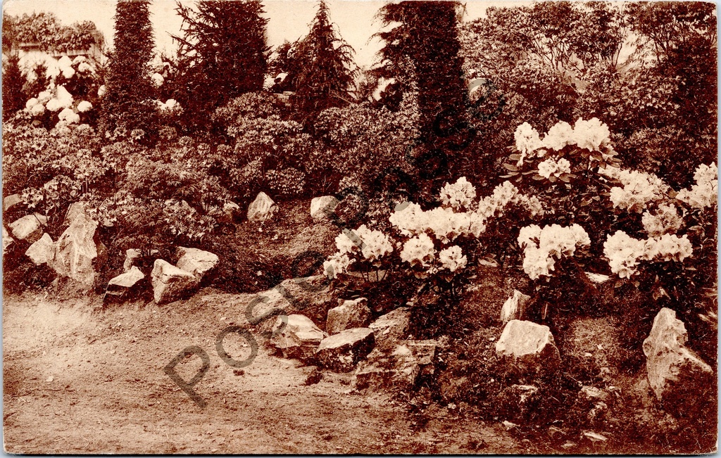 [Gent0344] Gent - "Gentsche Floraliën 1938" - Bloementuin met rododendrons tijdens de Gentse Floraliën 1938