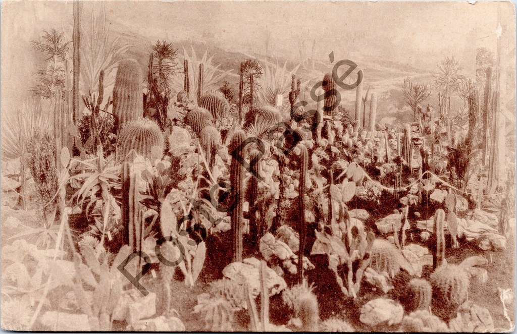 [Gent0346] Gent - "Floralies Gantoises de 1928" - Cactusverzameling op de Gentse Floraliën 1928
