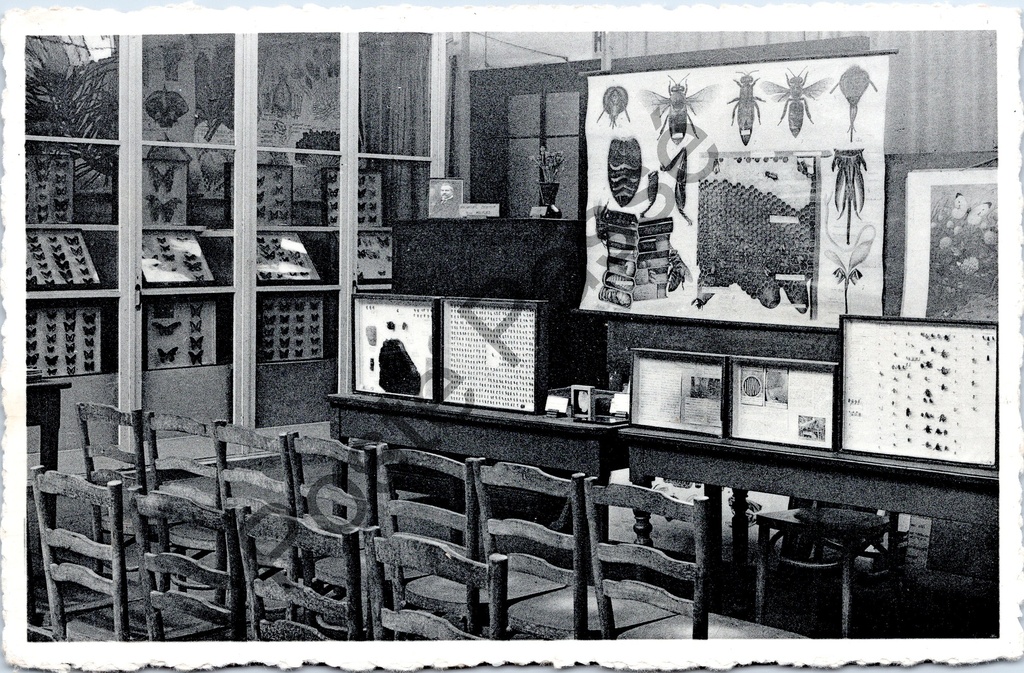 [Gent0408] Gent - "Michel Thiery-Schoolmuseum - H. Fabre-zaal : Bijen en Wespen" - Henri Fabre-zaal met bijen- en wespencollectie