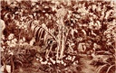 Gent - "Floralies Gantoises 1938 / Gentsche Floralïen 1938" - Bloemententoonstelling Gentse Floraliën 1938