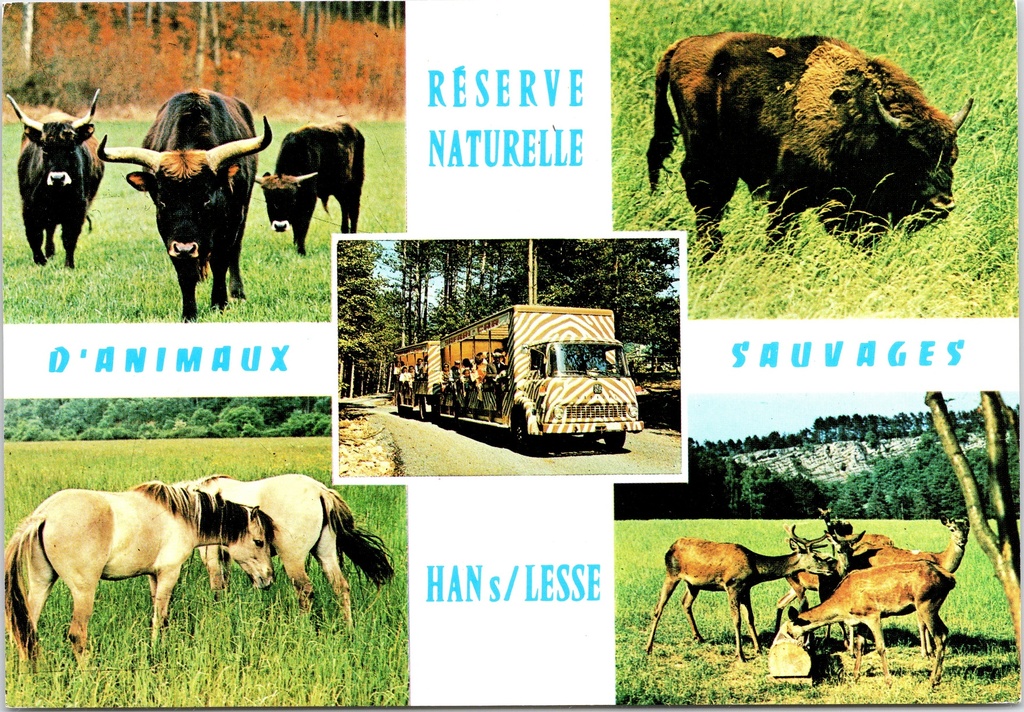 [Han-sur-lesse1257] Rochefort - "Réserve Naturelle d'Animaux Sauvages - Han s/Lesse" - Wildreservaat Han-sur-Lesse met aurochs, bizon, paard en herten