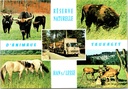 Rochefort - "Réserve Naturelle d'Animaux Sauvages - Han s/Lesse" - Wildreservaat Han-sur-Lesse met aurochs, bizon, paard en herten