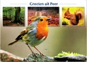 Peer - "Groeten uit Peer" - Natuur met roodborstje, rode eekhoorn en heide