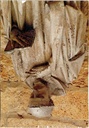 Florenville - "Saint Bernard lisant la Bible" - Stenen beeld van Sint-Bernardus met Bijbel, Abdij Orval