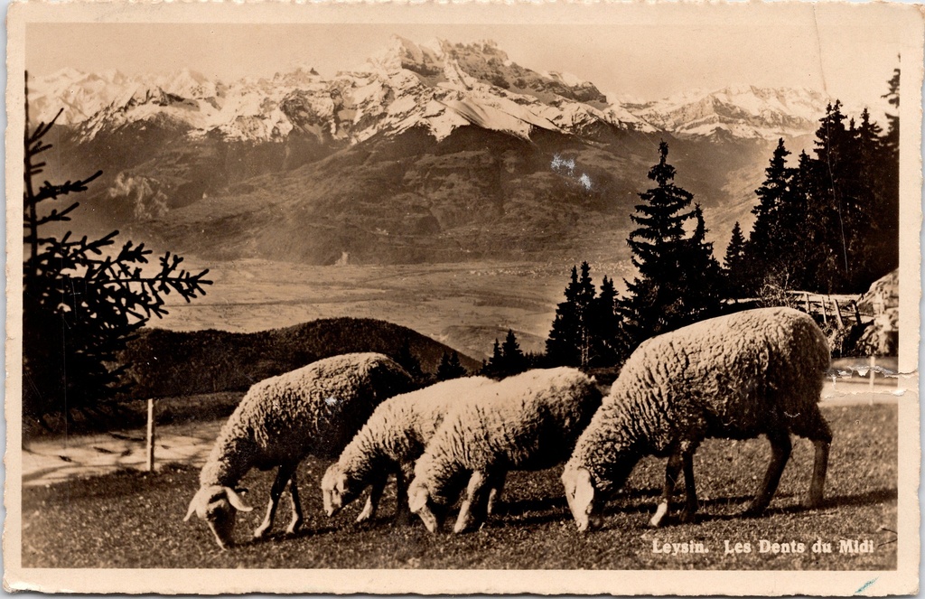 Leysin (Zwitserland) - "Les Dents du Midi" - Schaapjes grazend met uitzicht op de Dents du Midi