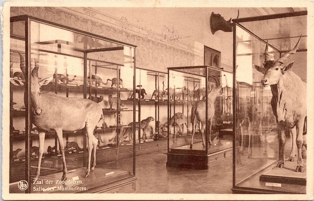 Tervuren - "Salle des Mammifères" - Zaal der Zoogdieren in het Museum van Belgisch Congo