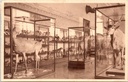 Tervuren - "Salle des Mammifères" - Zaal der Zoogdieren in het Museum van Belgisch Congo