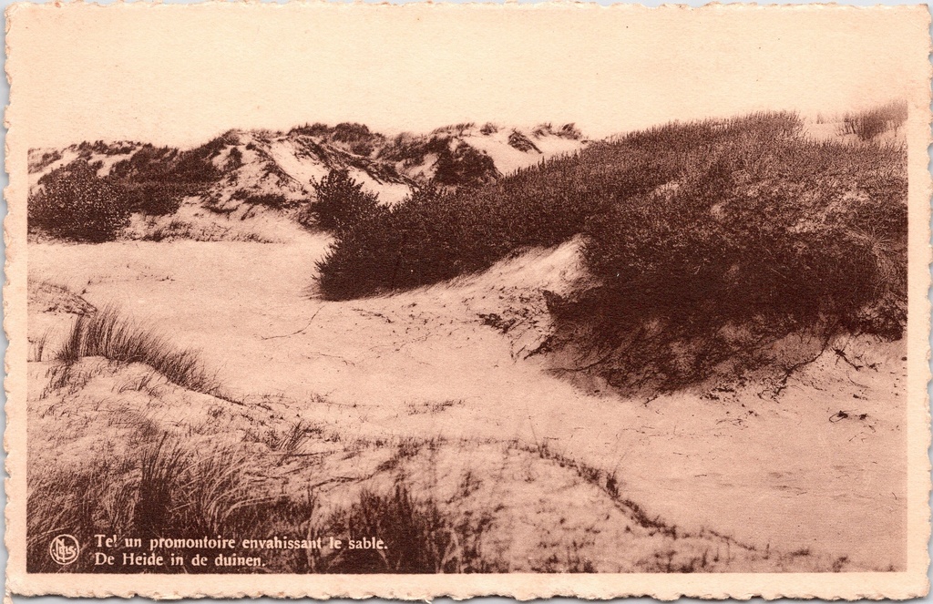 Koksijde - "Tel un promontoire envahissant le sable. De Heide in de duinen." - Heide in de duinen van Oostduinkerke