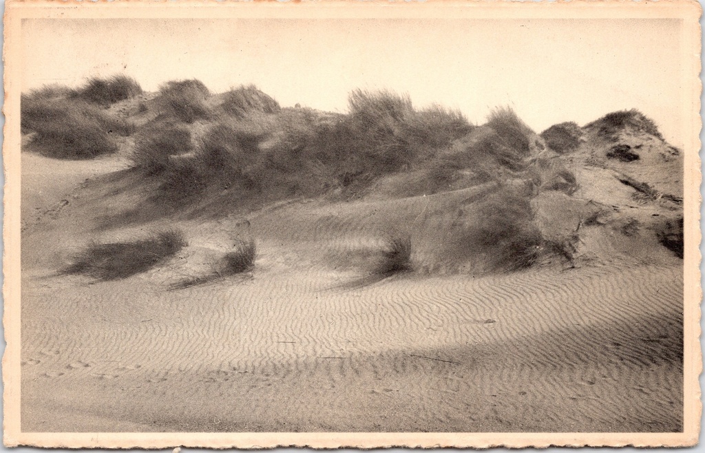 Koksijde - "Les dunes ridées par le vent" - Duinen geplooid door de wind in Oostduinkerke