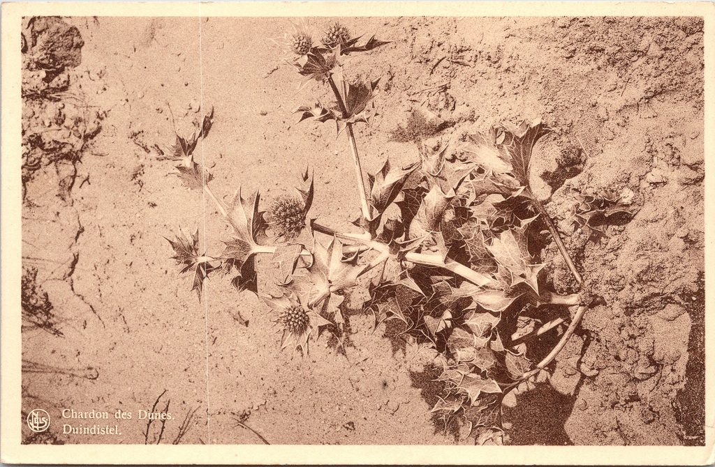 Koksijde - "Chardon des Dunes. Duindistel." - Duindistel plant in het zand