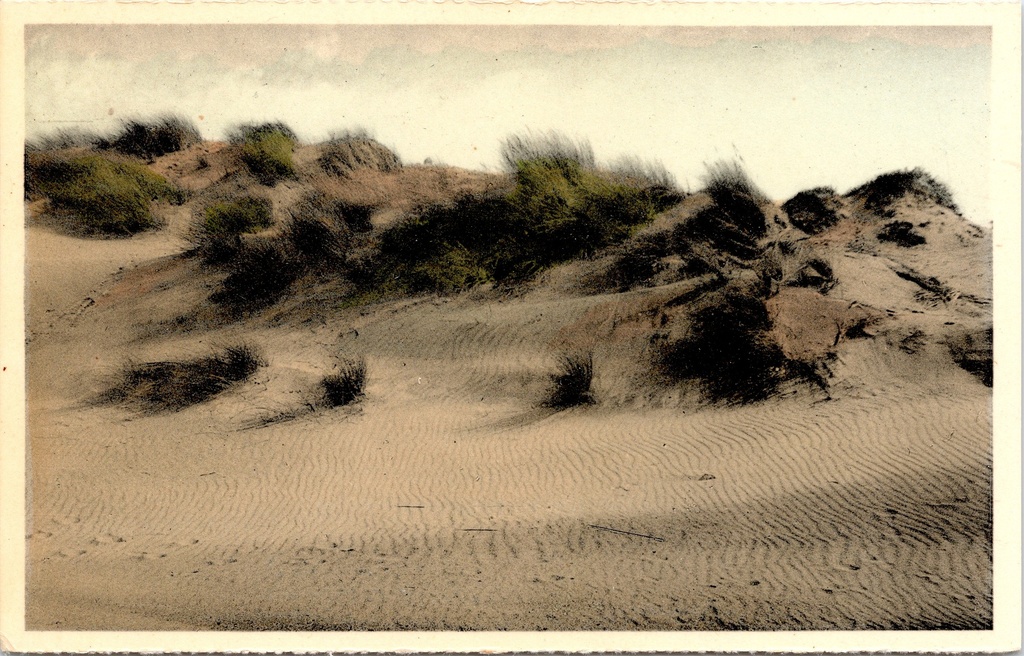 Koksijde - "Les dunes ridées par le vent" - Windgeribbelde duinen in Oostduinkerke-Bad