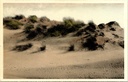 Koksijde - "Les dunes ridées par le vent" - Windgeribbelde duinen in Oostduinkerke-Bad